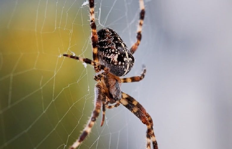 Spider & Insects May Share Your Room